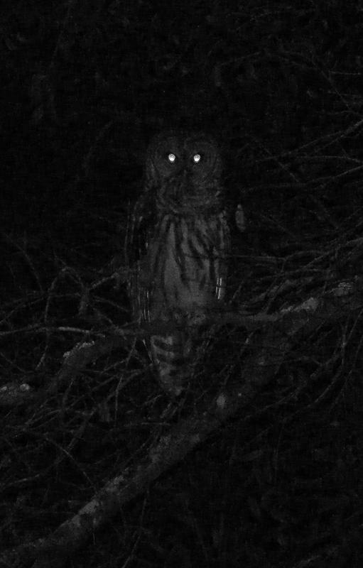owl.jpg